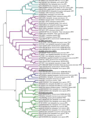 The SlZRT1 Gene Encodes a Plasma Membrane-Located ZIP (Zrt-, Irt-Like Protein) Transporter in the Ectomycorrhizal Fungus Suillus luteus